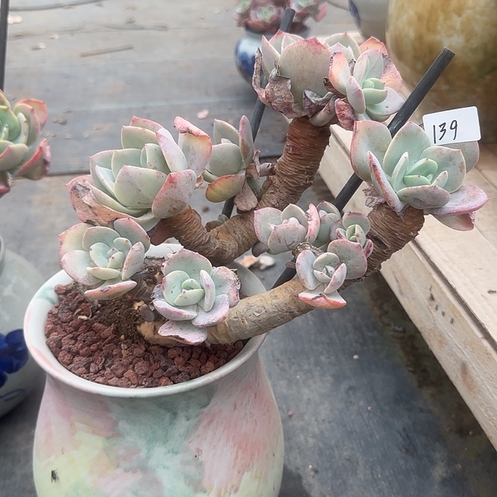 颖**凡139不售后脱土发货不退不换