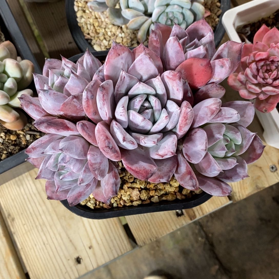 自助下单一物一拍，年后发可寄养问主播