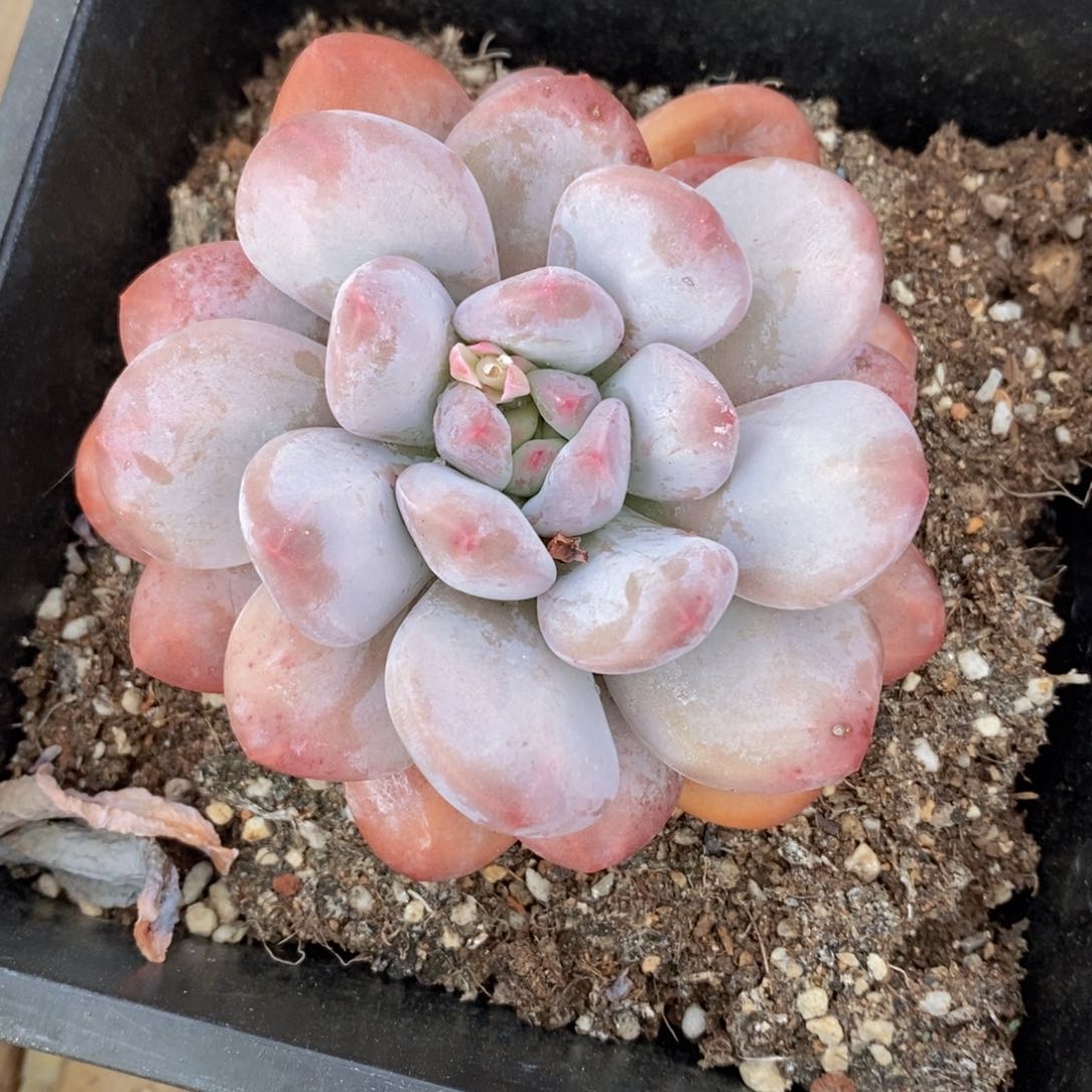 可问主播品种，下滑链接更多品种多肉选择