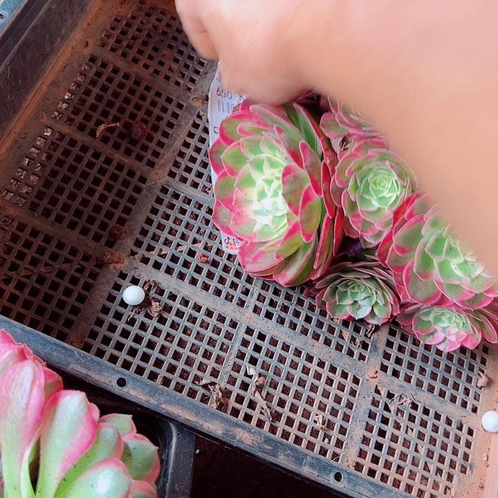 海鲜二加仑多肉植物