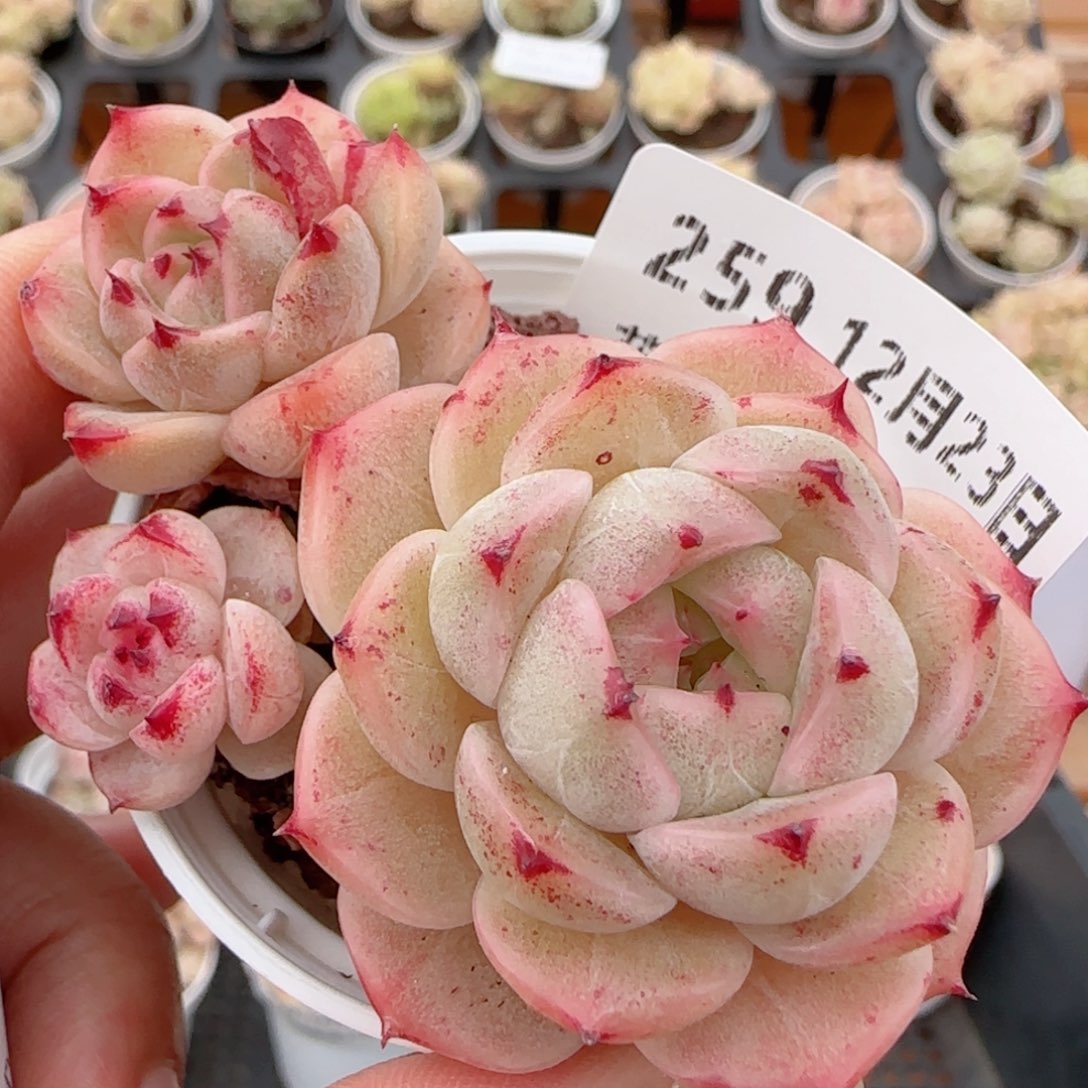 花语多肉1223-259魔仙