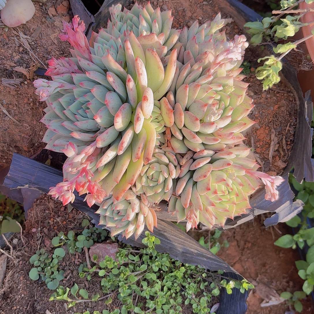 多肉植物。。。。。。。。。。。。。。。。