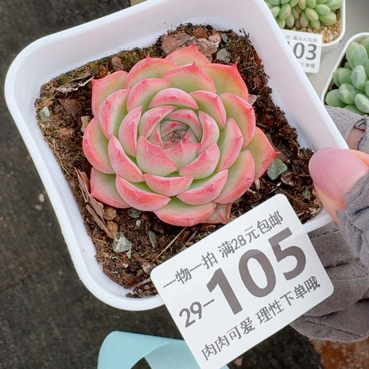侧影无盆土发货多肉多