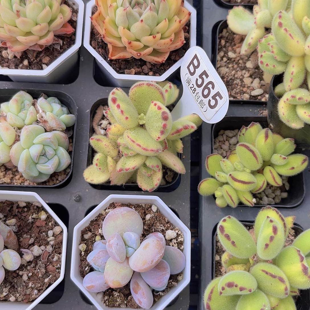 B565白熊一物一拍