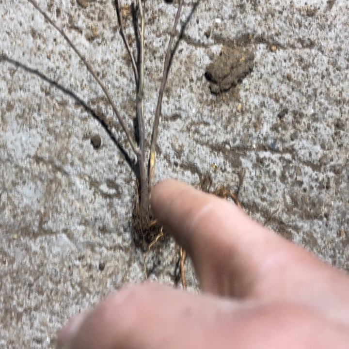 金致殿海棠花一颗