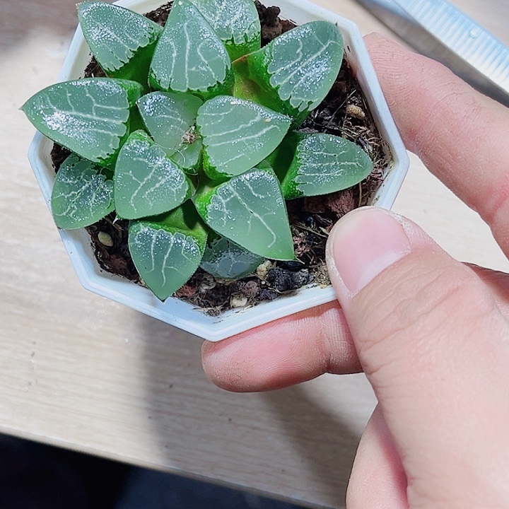 实生寿系列任意挑选