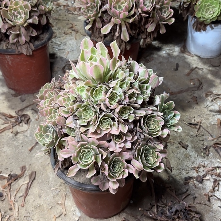 多肉植物法师香妃63
