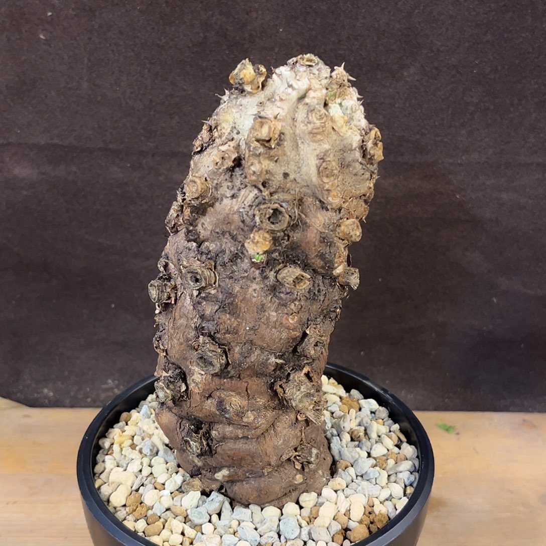 汤圆植物火山大戟