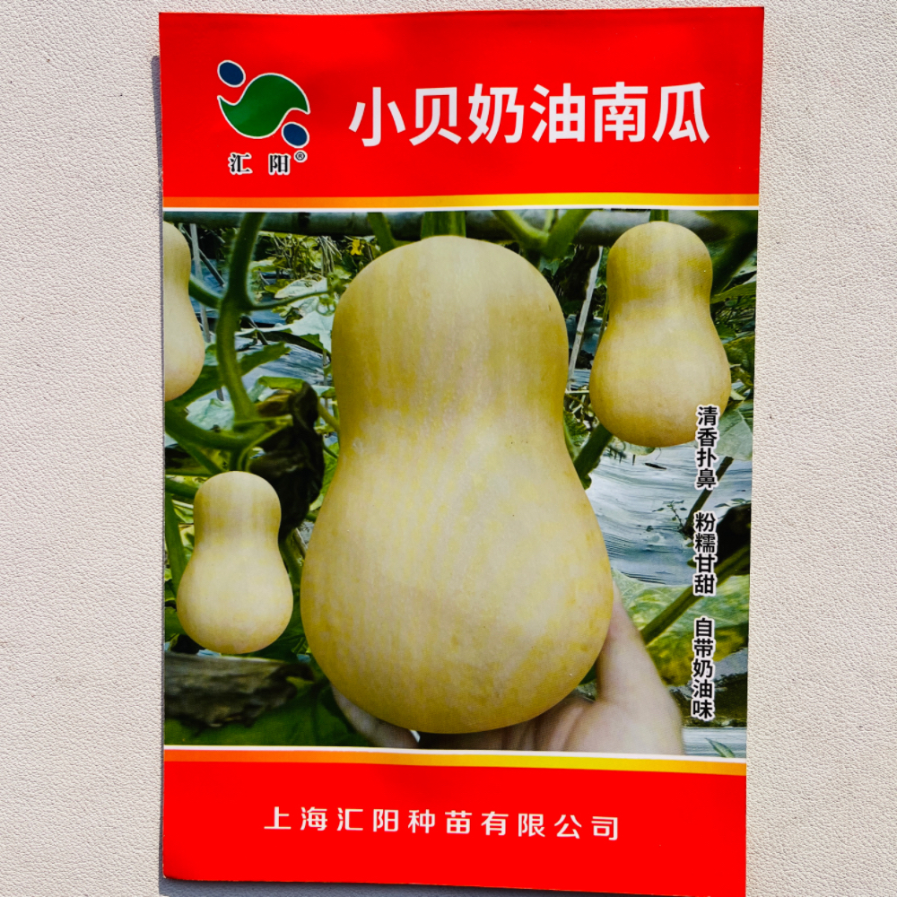 奶油南瓜种子四季可种家庭阳台小院盆栽地栽特色甜糯蔬菜种子
