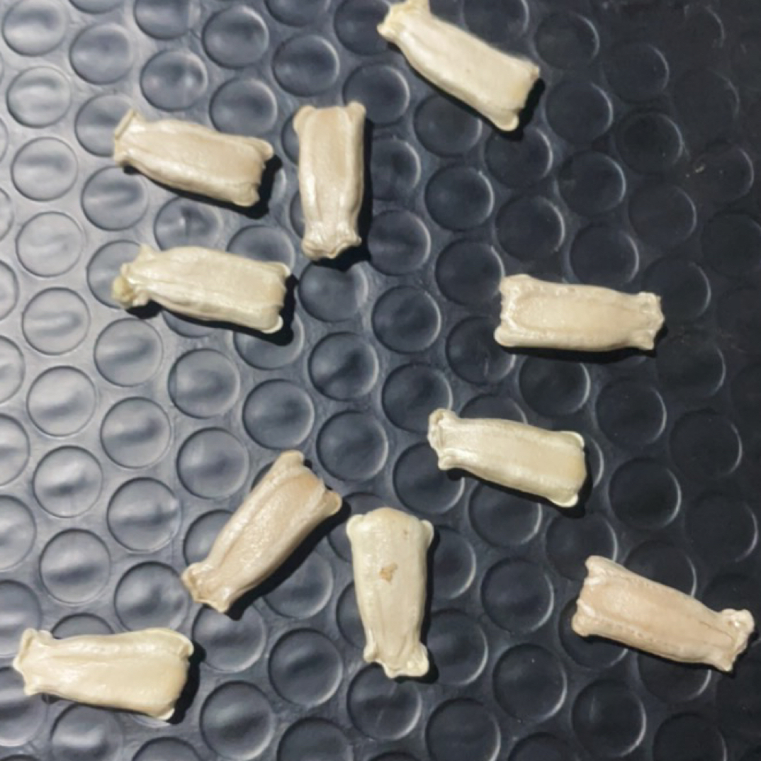 中号八宝种籽少量现货12颗/包