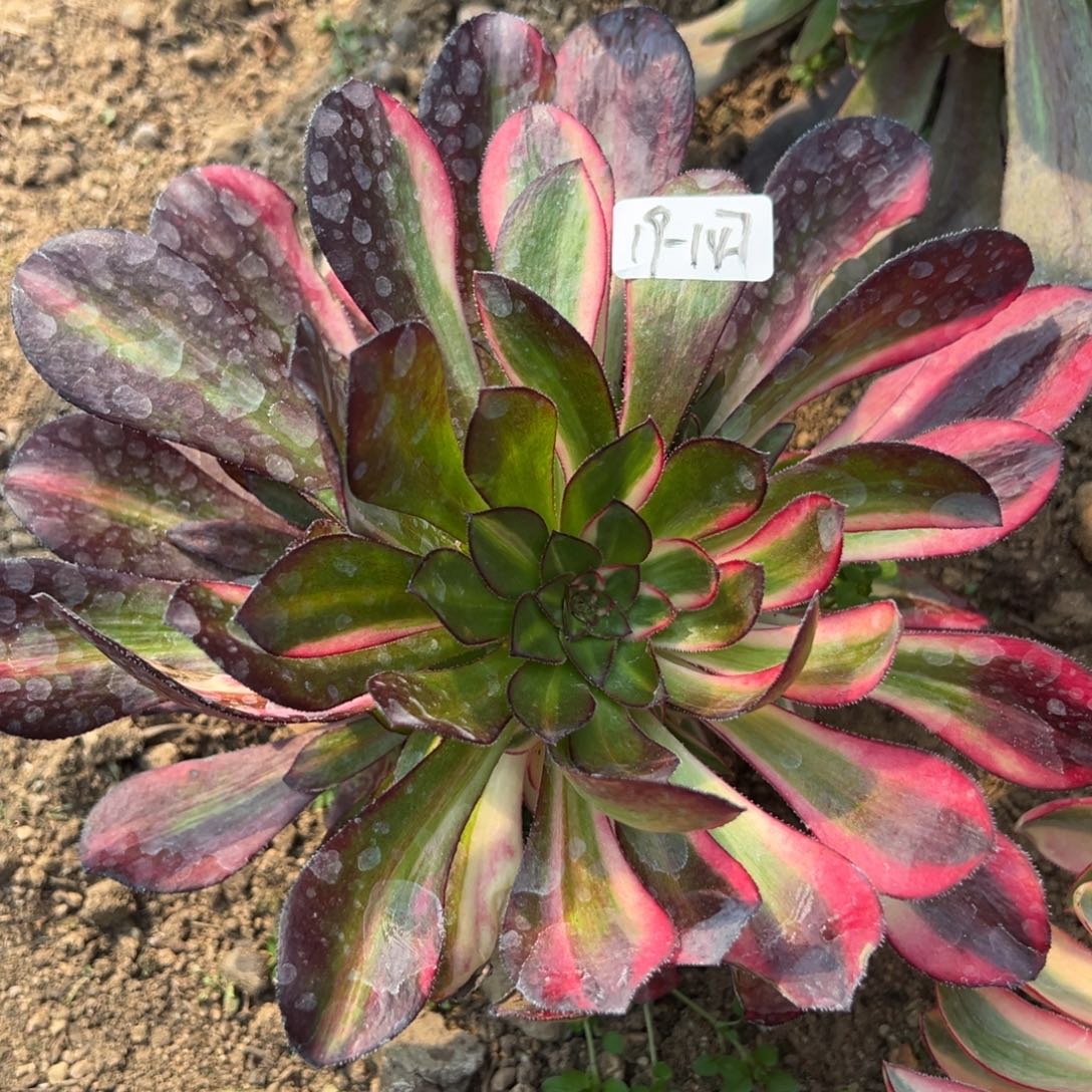 147花蝴蝶多肉植物一