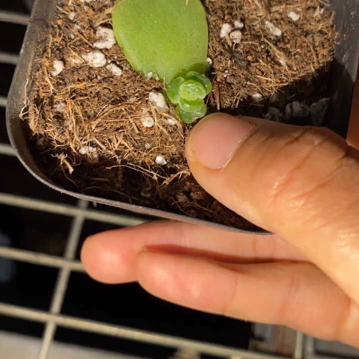 标签109珍妮一个多肉