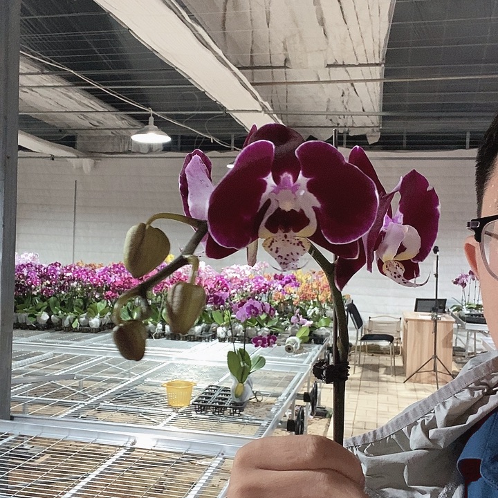 完全开放幻影3.0带花苞