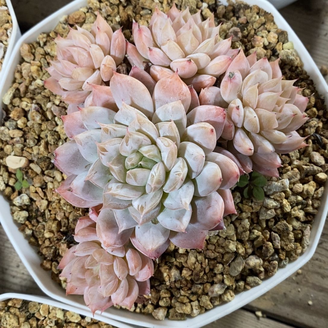 自助下单一物一拍，年后发可寄养问主播