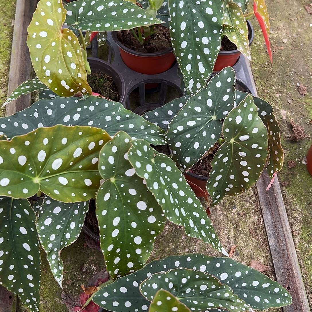 完全开放退锦的鳟鱼锦随机发货不售后随机