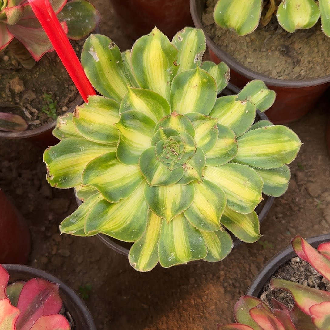 4526暴君多肉法师