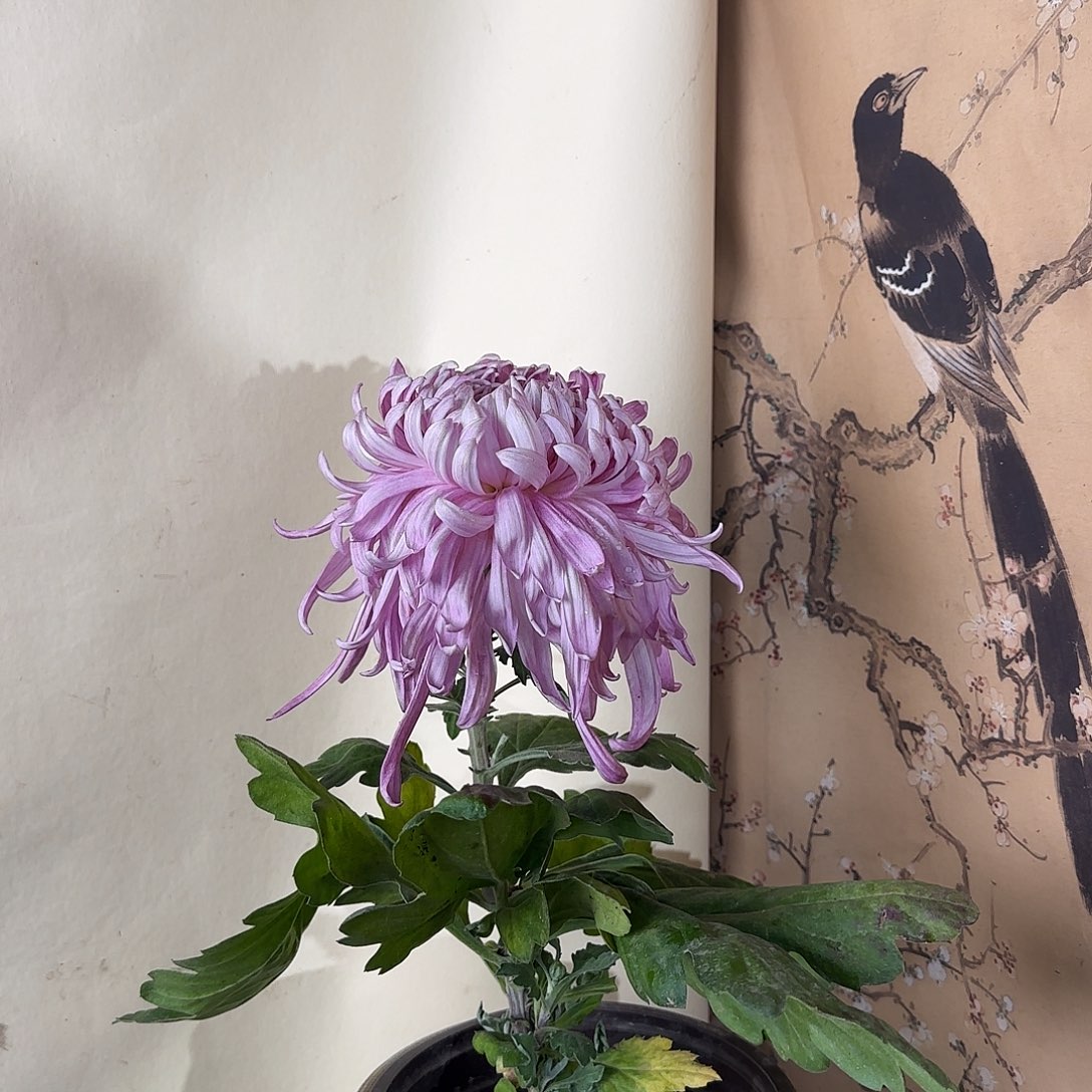 全部花朵B3333333333