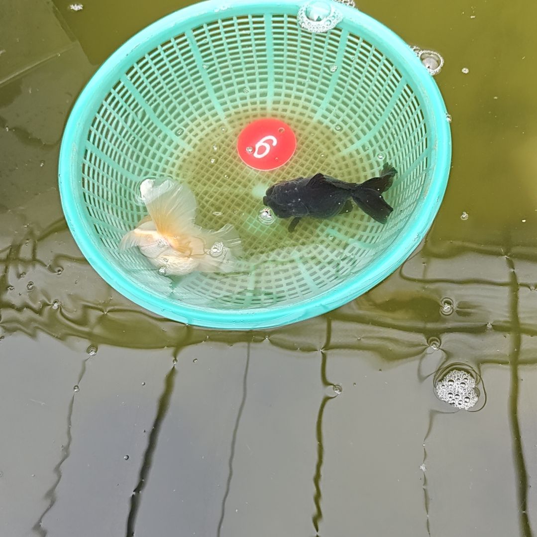 海水鱼6直播间看好下单不退不换到货录完整开箱视频有售后