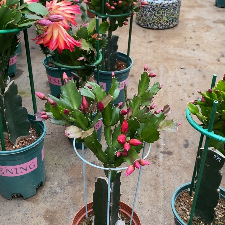 大部分花苞少量开放富**生726嫁接078