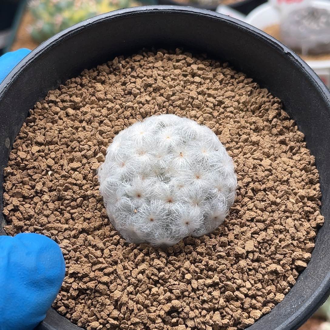 降落伞白星仙人球