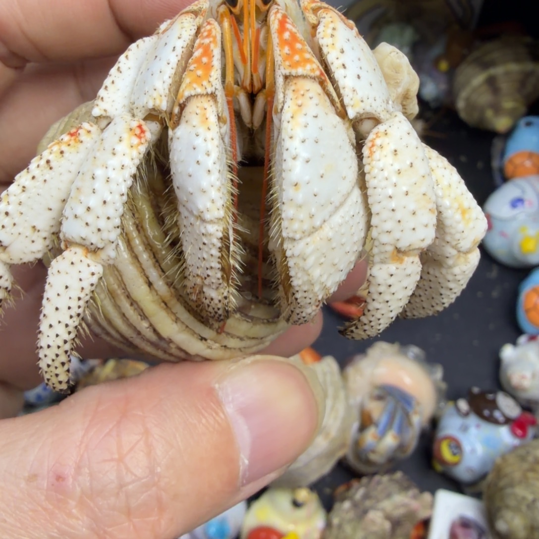 c宝宝终于跟我带毛子了