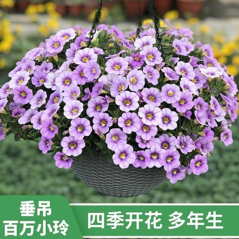 【百万小玲】矮牵牛盆栽牵牛花垂吊庭院阳台花卉花期长易爆盆