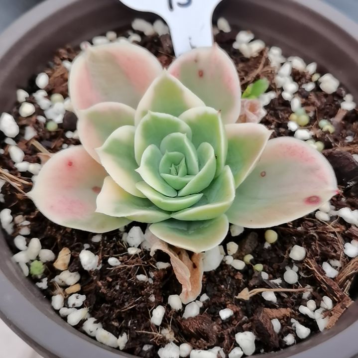 星娜塔白覆轮锦多肉植物