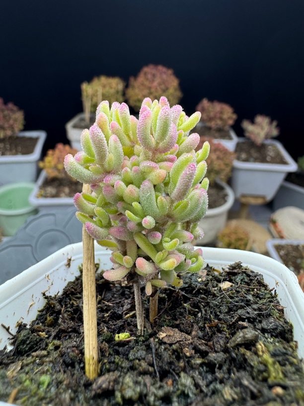 红宝石锦 一物一拍