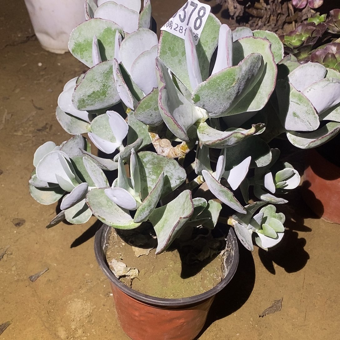 用***8378 多肉植物不包断枝