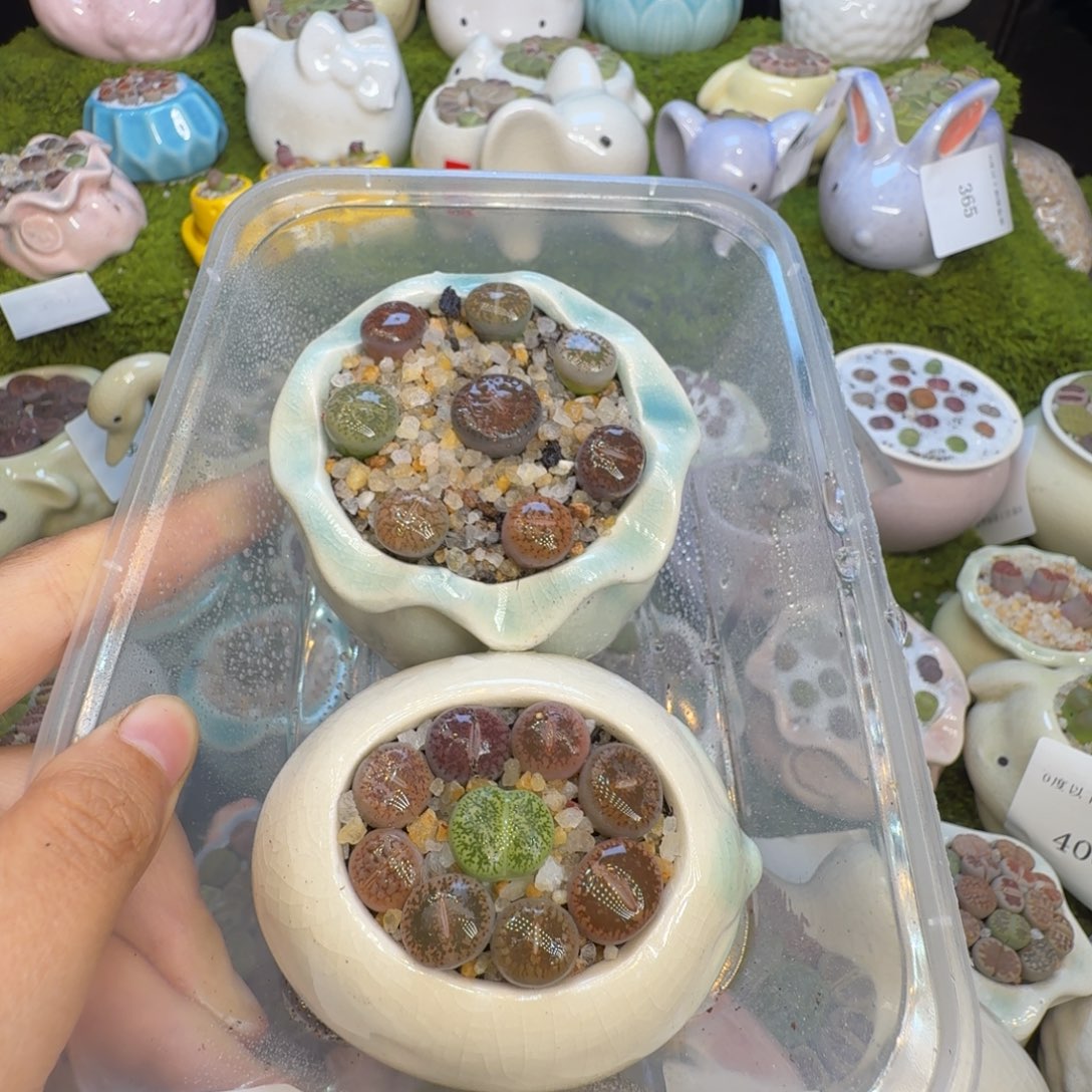 *****多肉植物福利冲416