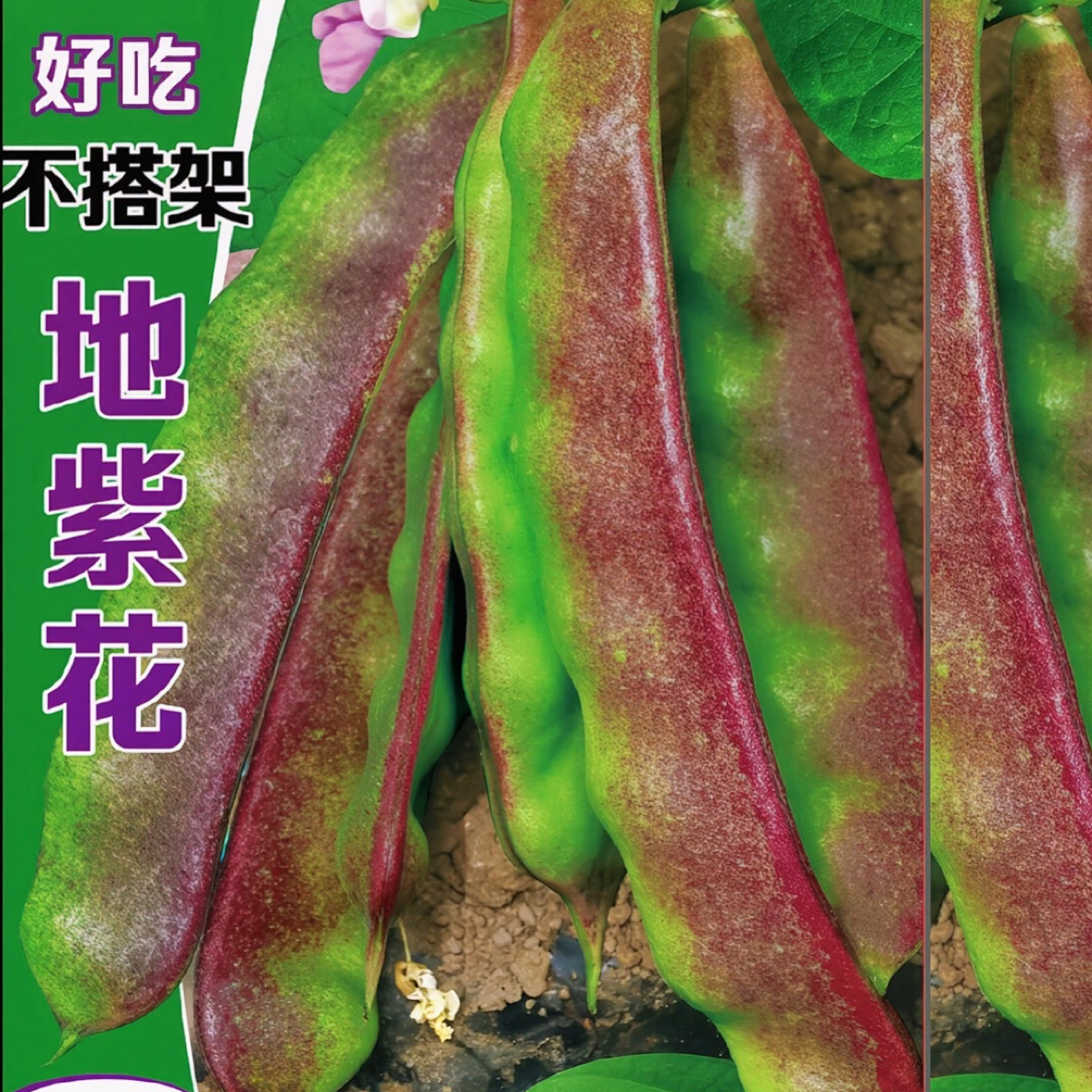 （新品）不搭架地紫花油豆角种子