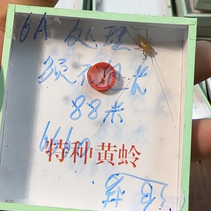 追***梦蟋蟀蝈蝈我在外面吃饭呢