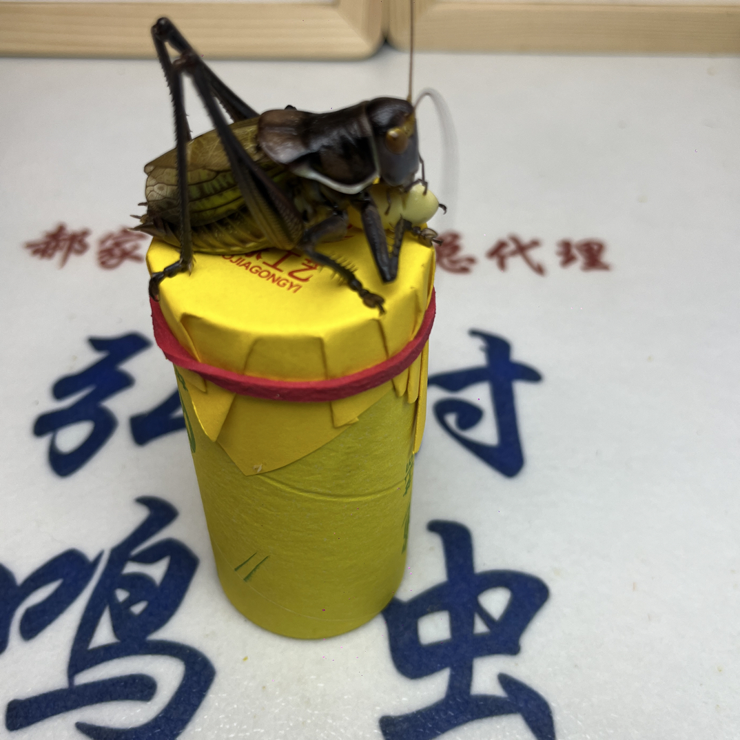 郝建伟精品蝈蝈活体75