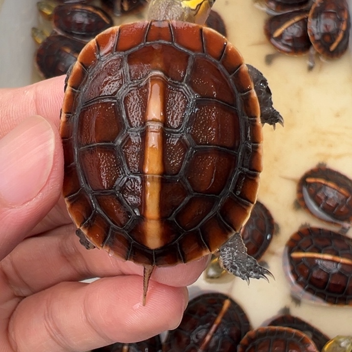 母绿毛龟Z**z啦啦噜啦噜