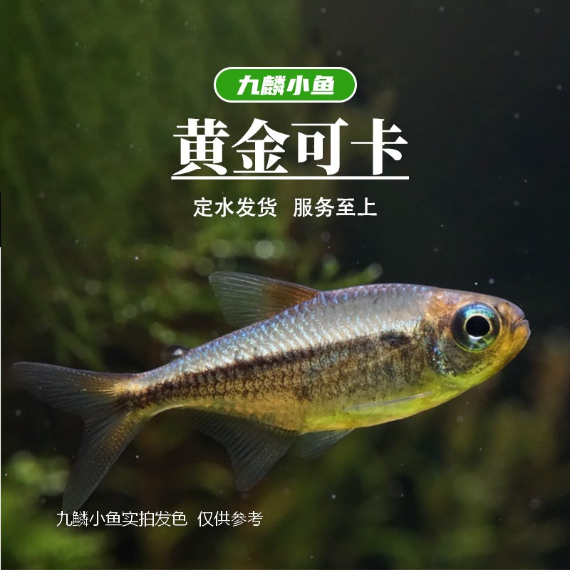 九鳞小鱼 【黄金可卡】   满三单发货