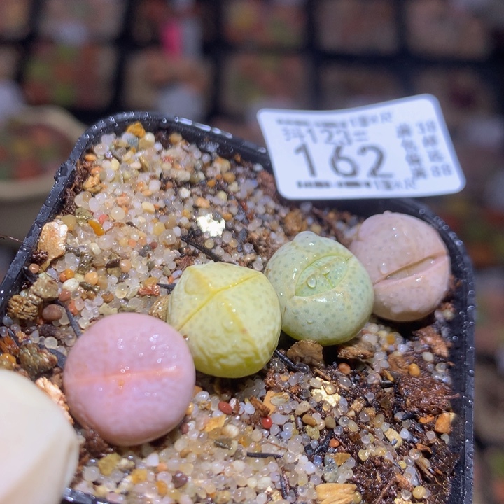 精品生石花123.162