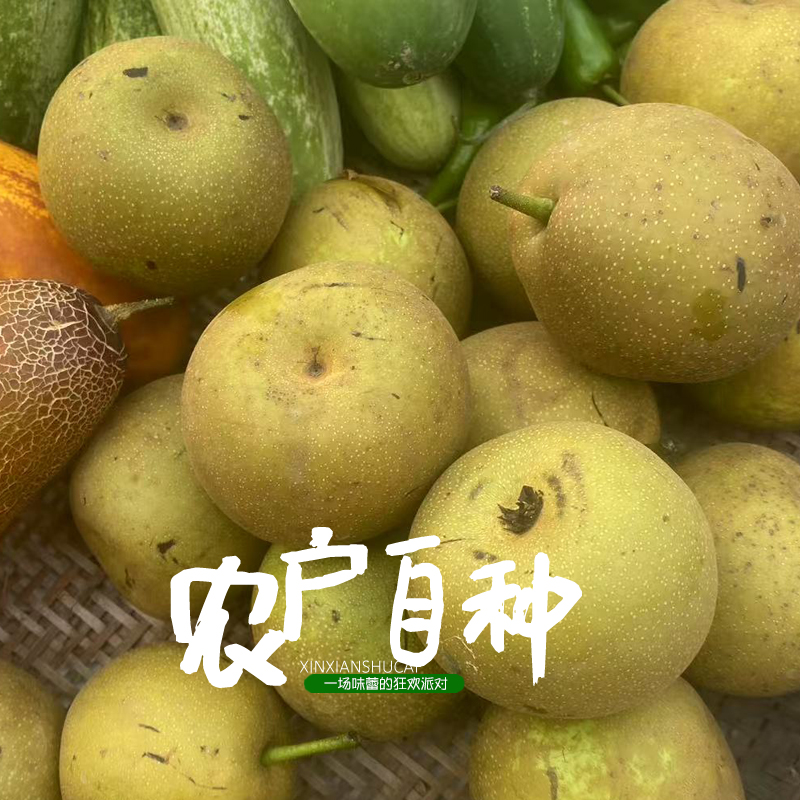 贵州高山应季水果黄花梨【清脆梨】水分多 正常甜