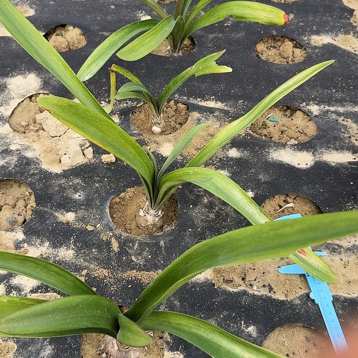 菲比美少女朱顶红一组2棵