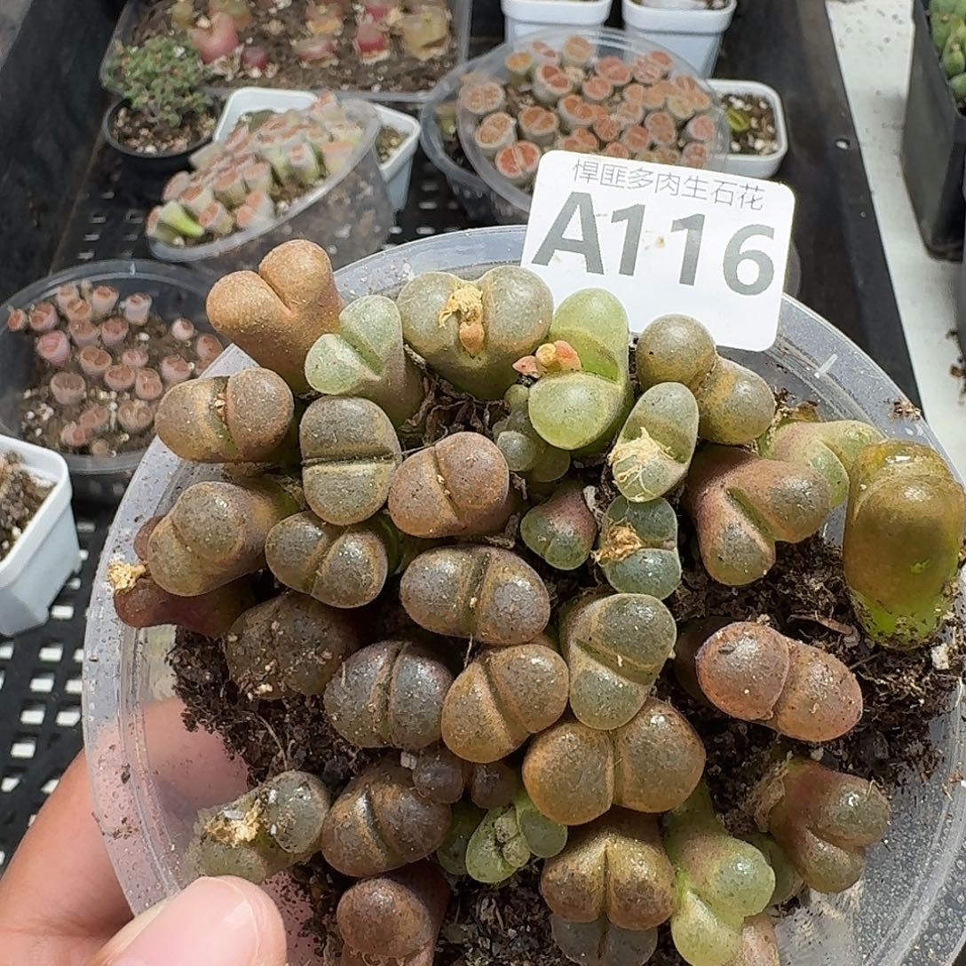 116多肉植物多肉植物