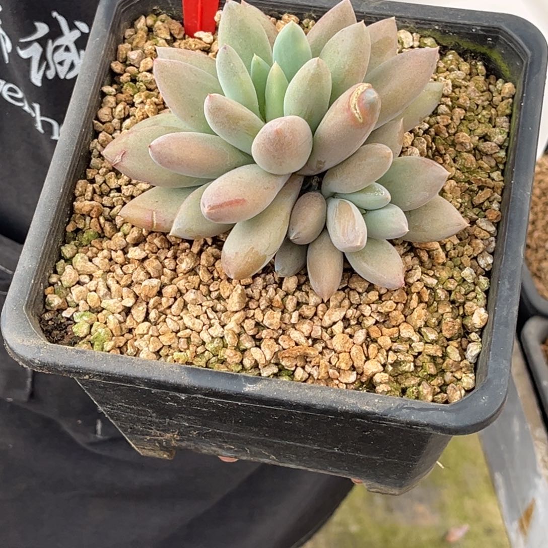 2534号上午多肉植物群生多肉