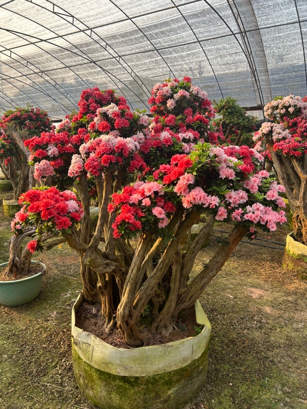 杜鹃老桩嫁接 一物一拍（包打木架包邮）送一年肥料