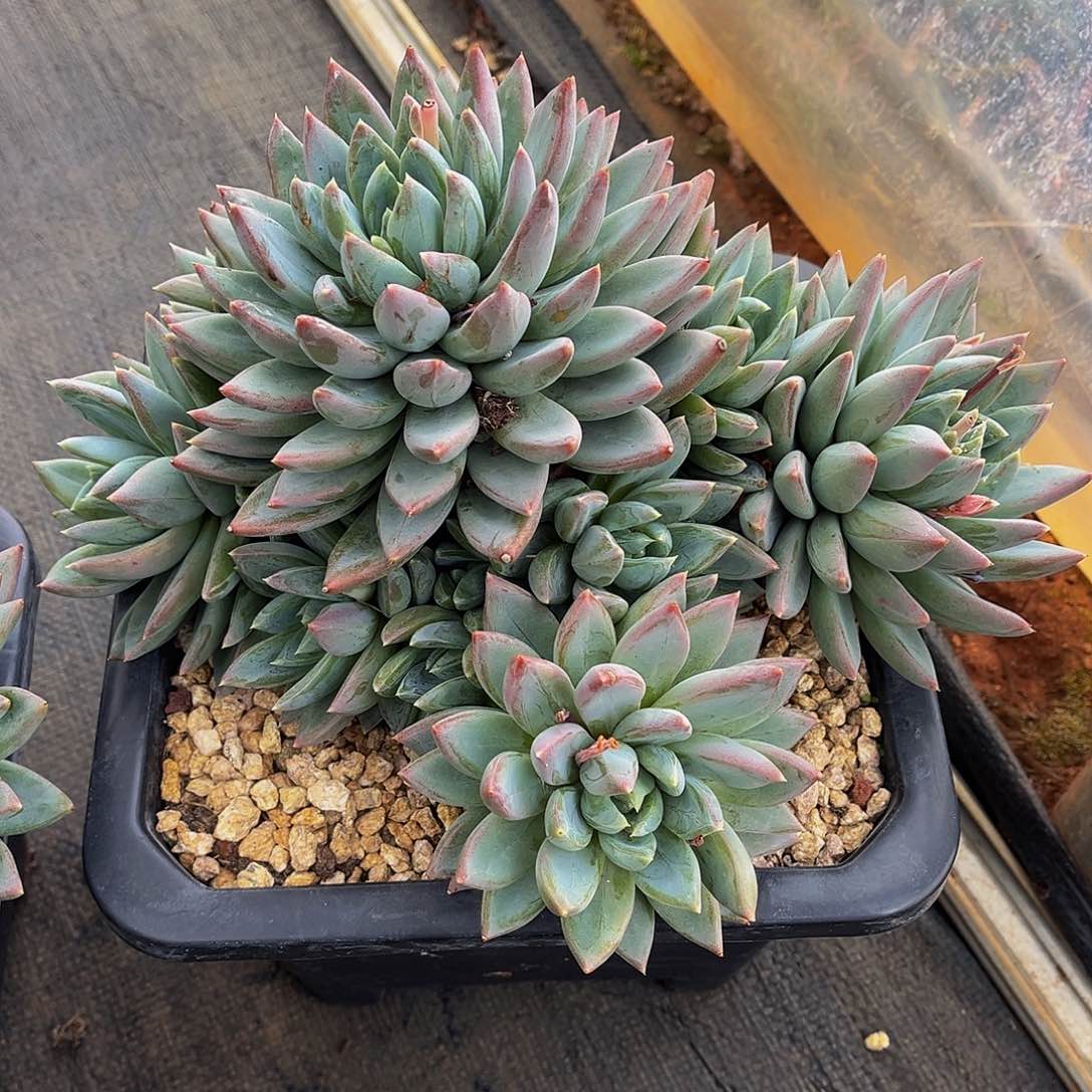 一物一拍，老桩红蛋