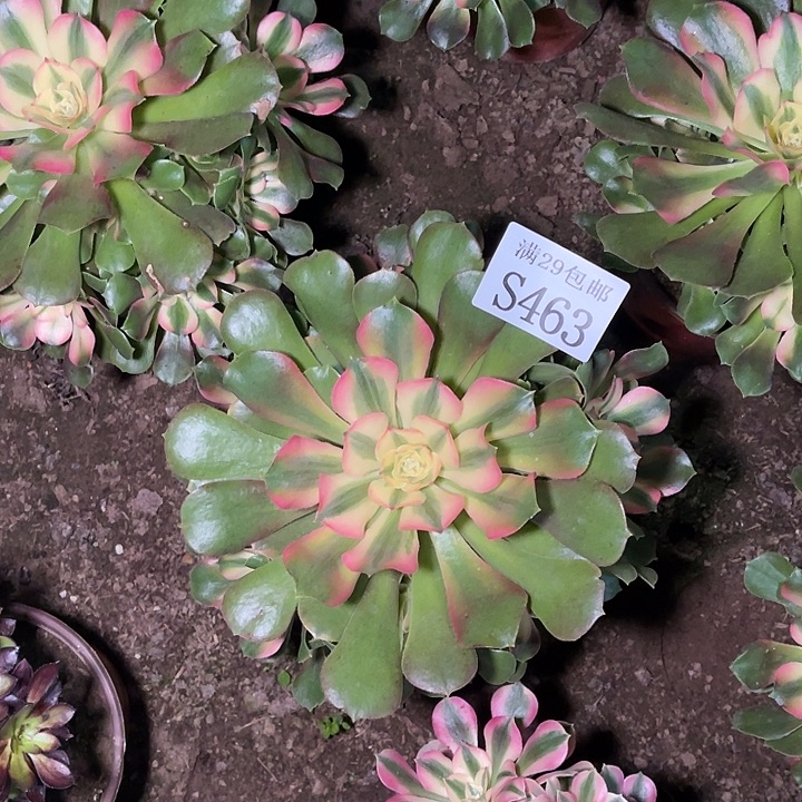 463香妃多肉植物    