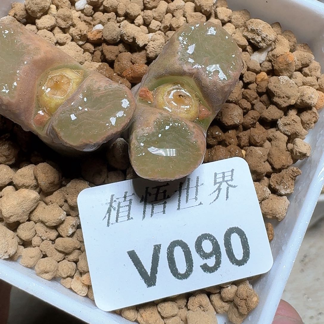 090）号多肉植物哇f g