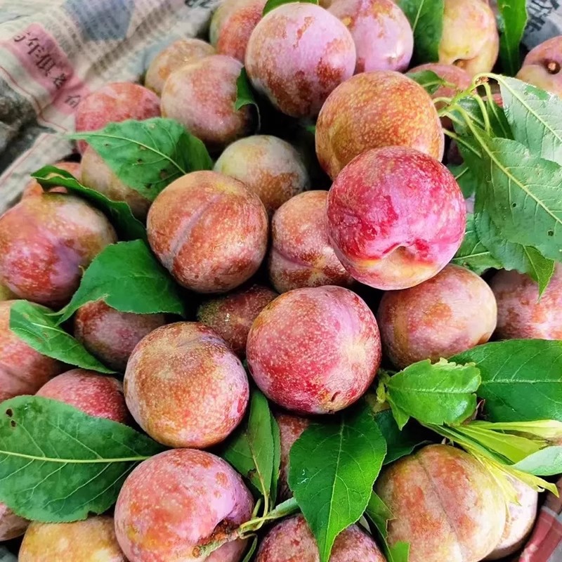 【抢】三华李新鲜水果酸脆正宗红心李子当季现摘孕妇水果酸