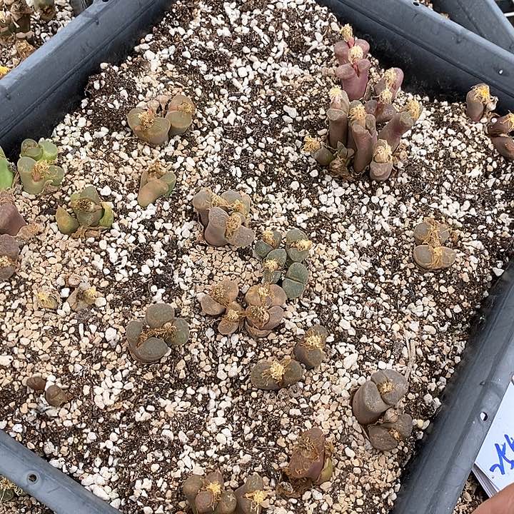 25542一筐，风铃有伤