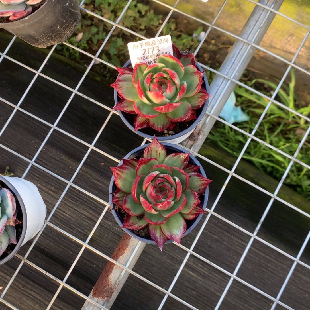纸****2173号多肉植物惊鸿2颗
