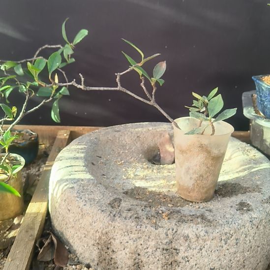 3***度无花朵海  岛  春  花