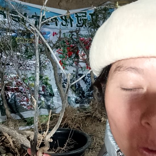 闲***舒完全开放文冠树两颗