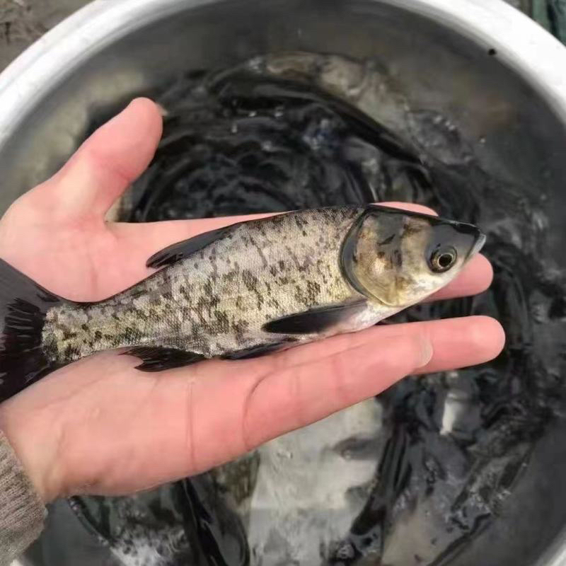 淡水耐活易养的活体花鲢鱼宠物观赏鱼